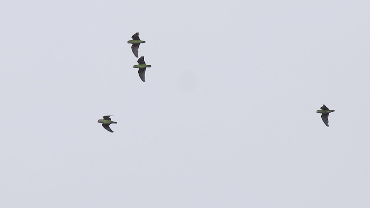 Simeulue Parrot - ML612255863