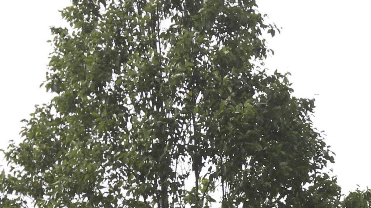 Simeulue Parrot - ML612255869