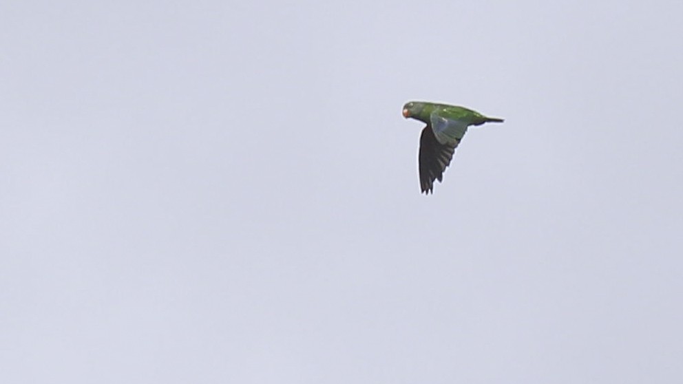 Simeulue Parrot - ML612255870
