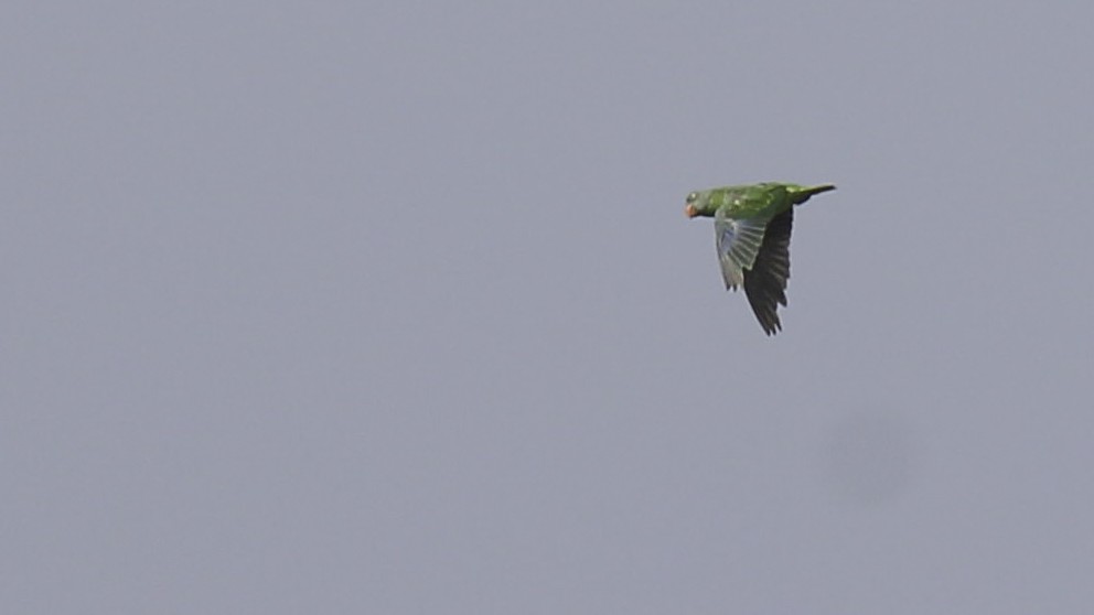 Simeulue Parrot - ML612255871