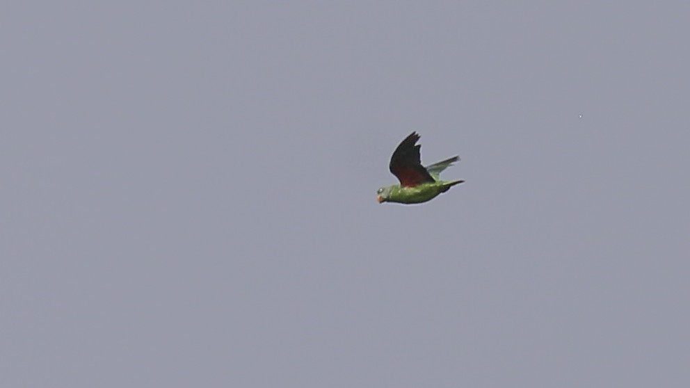 Simeulue Parrot - ML612255872