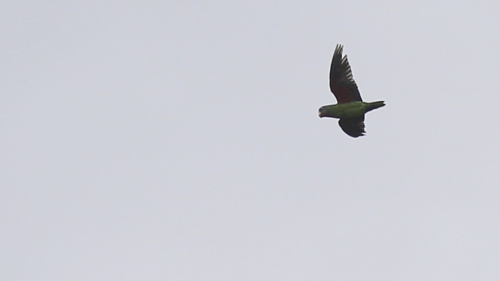 Simeulue Parrot - ML612255874