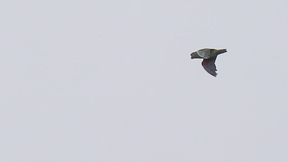 Simeulue Parrot - ML612255875