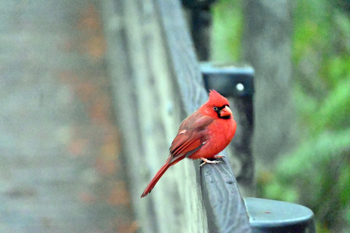 Northern Cardinal - ML612255877