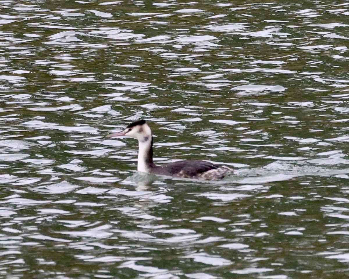 Great Crested Grebe - ML612255883