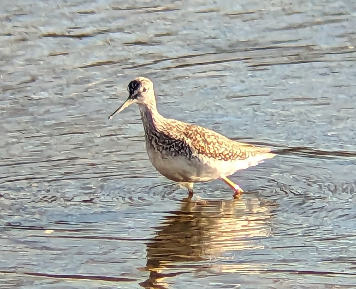 Greater Yellowlegs - ML612255927