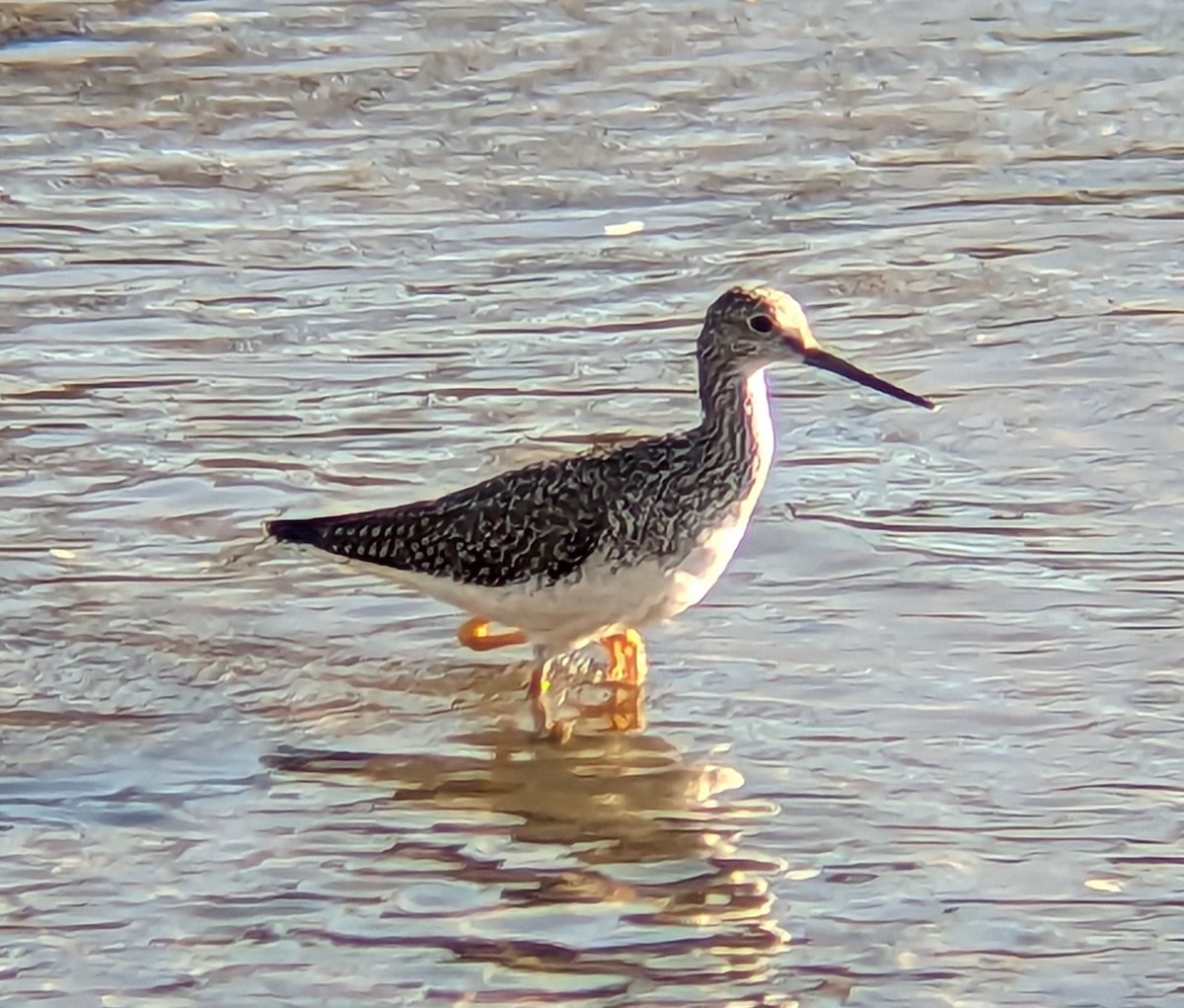 Greater Yellowlegs - ML612255928