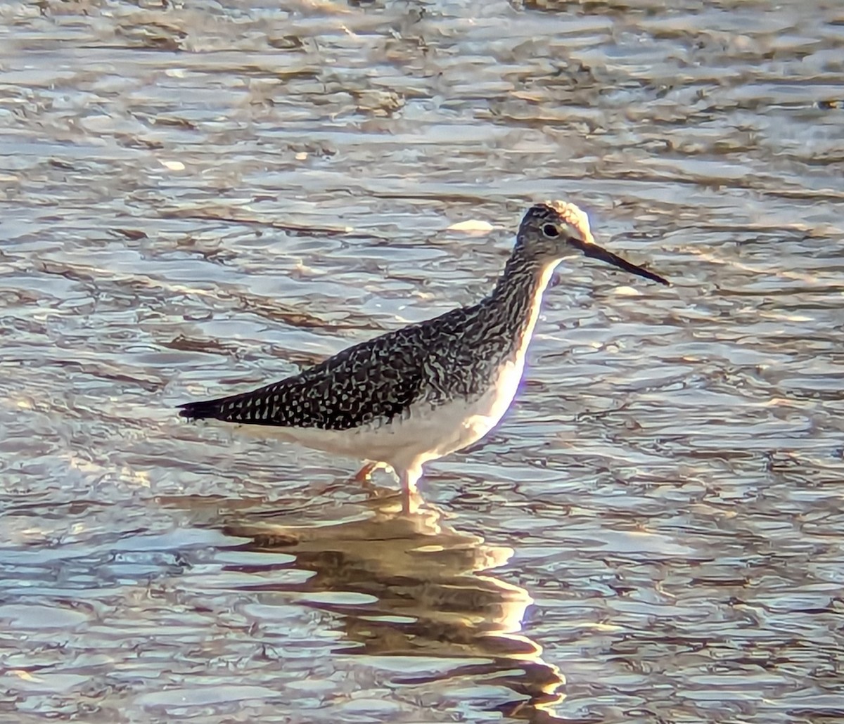 Greater Yellowlegs - ML612255929