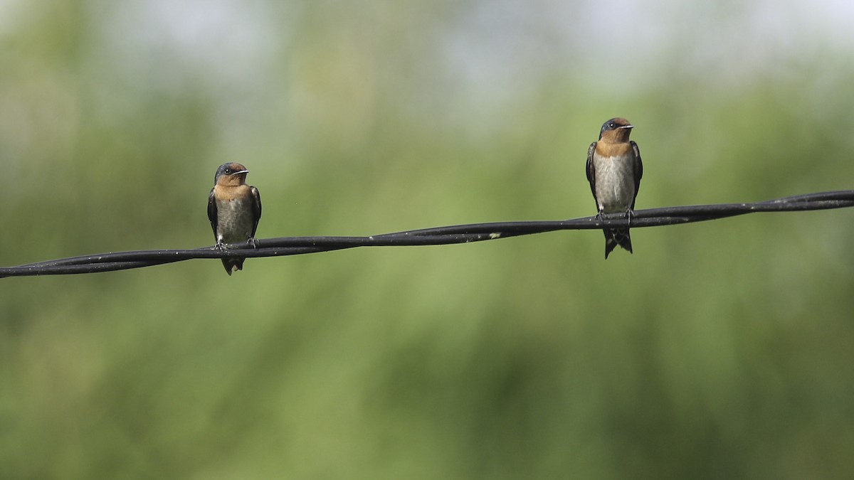 Pacific Swallow - ML612255959