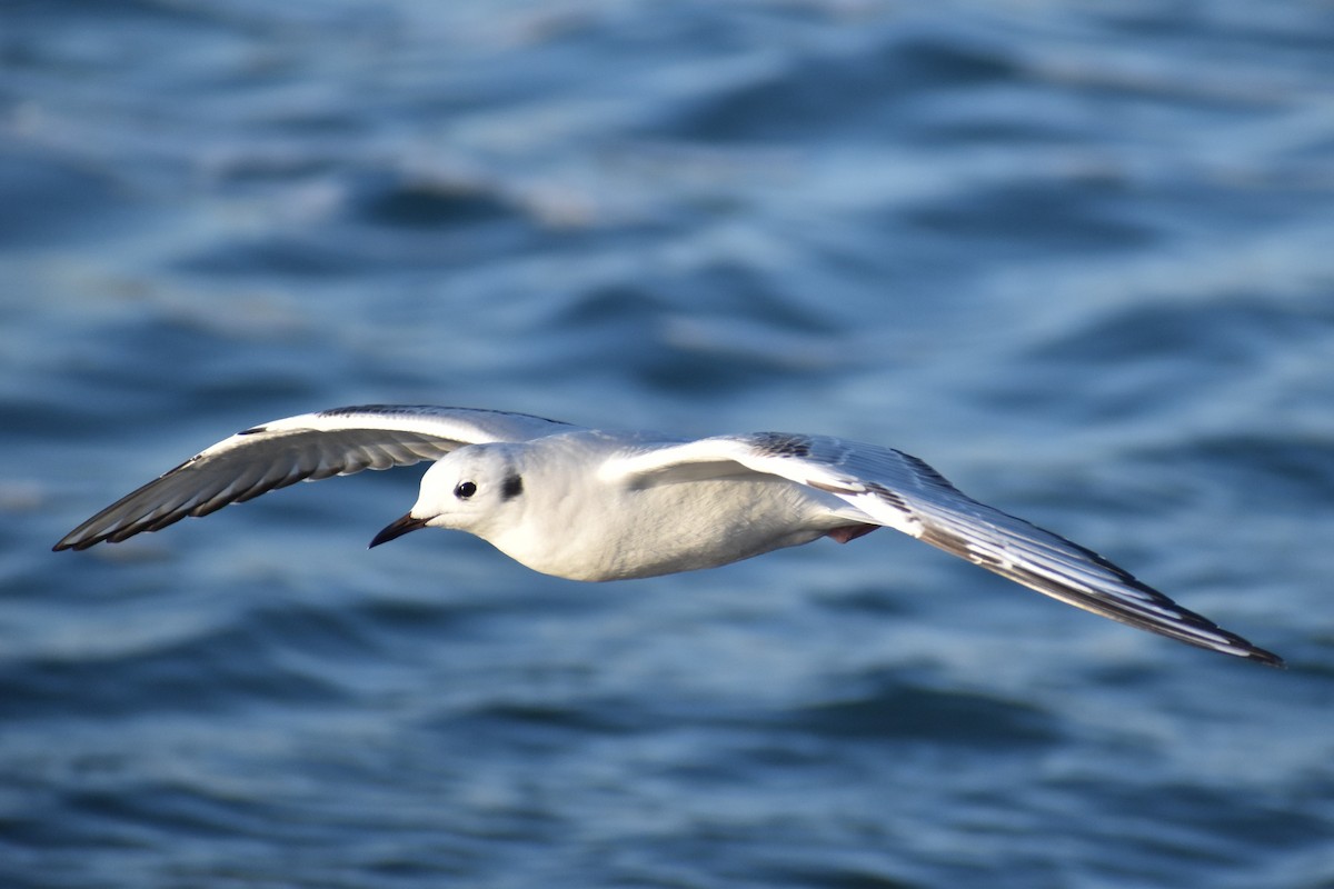 Mouette de Bonaparte - ML612255960