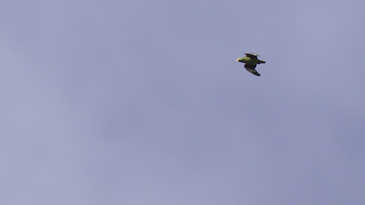 Simeulue Parrot - ML612255976