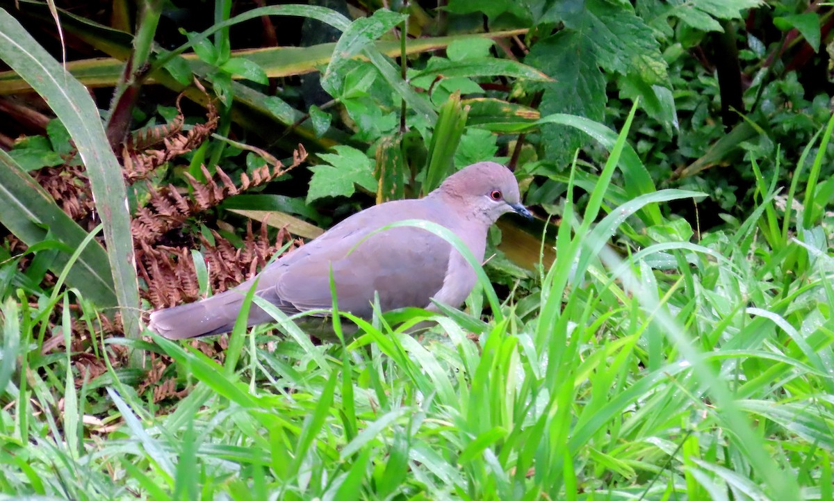 White-tipped Dove (decolor) - ML612256135