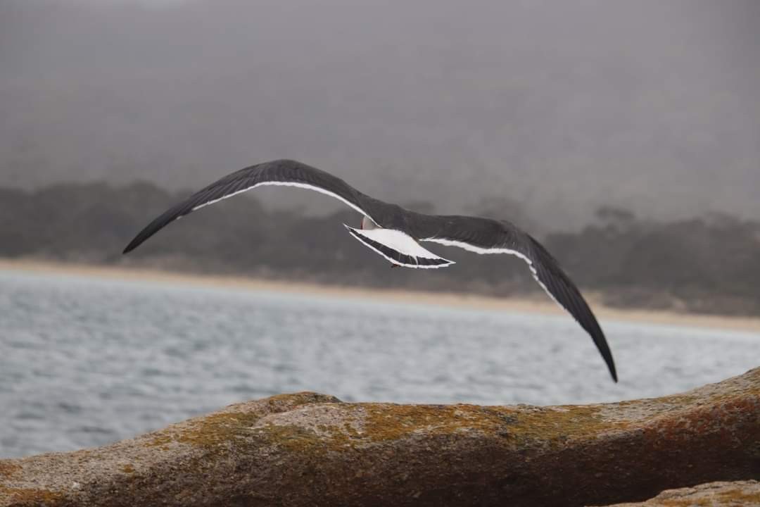 Pacific Gull - ML612256172