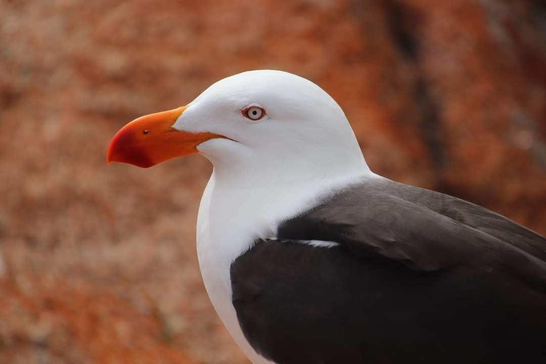 Pacific Gull - ML612256174