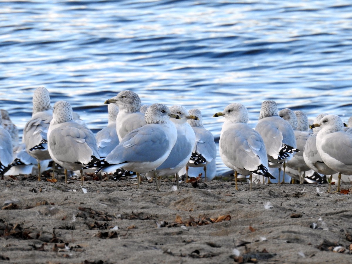 Ring-billed Gull - ML612256269