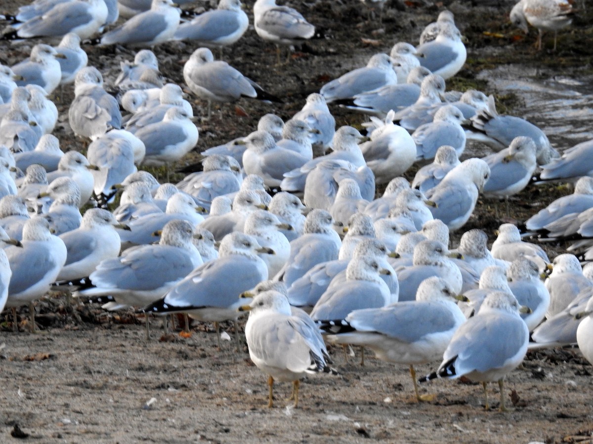 Ring-billed Gull - ML612256270