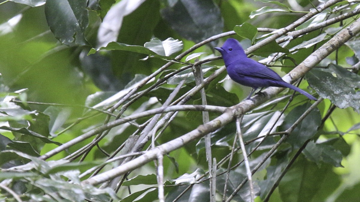 Black-naped Monarch - ML612256278