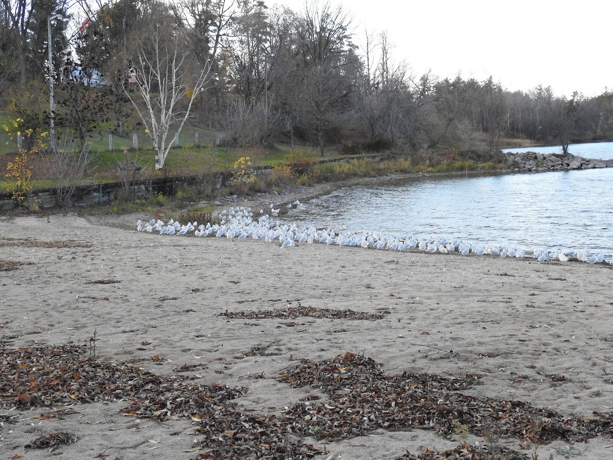 Ring-billed Gull - ML612256295