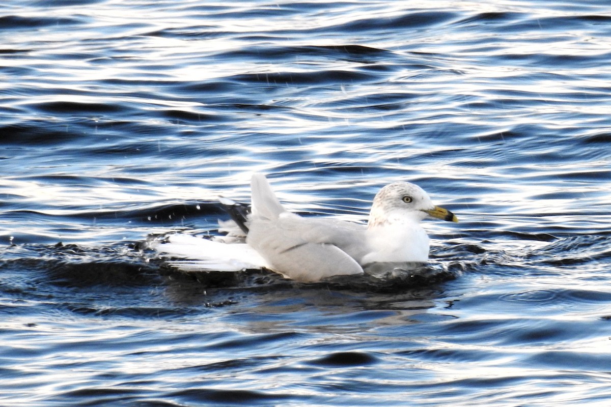 Ring-billed Gull - ML612256297