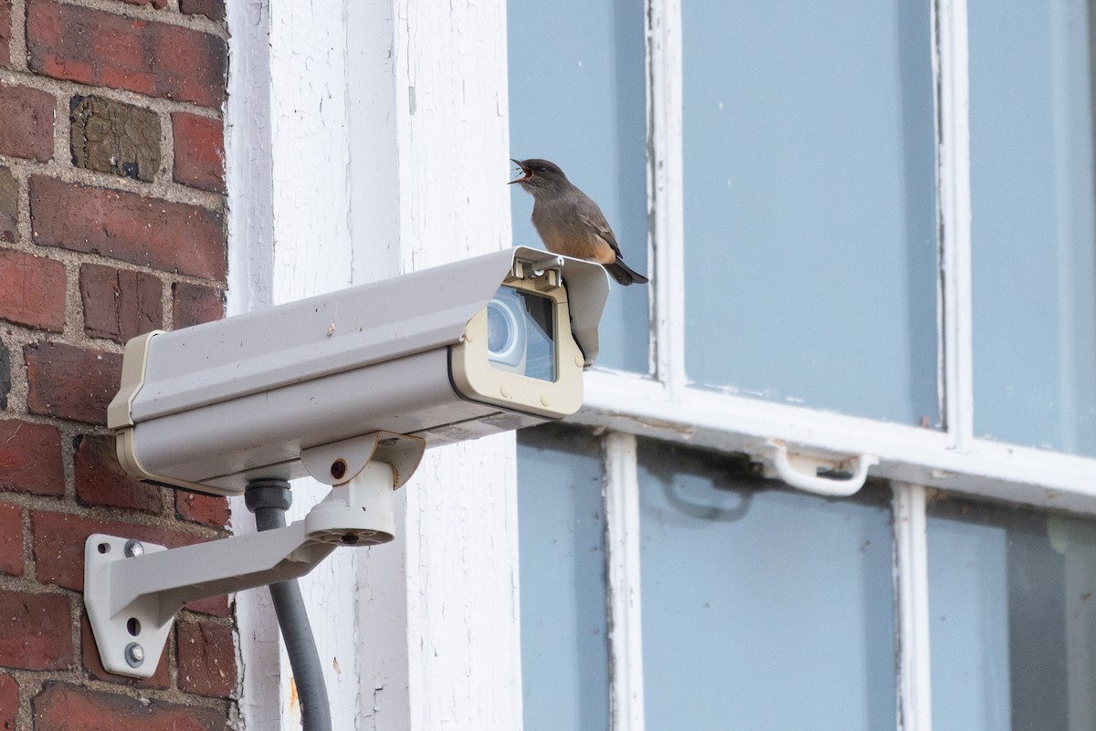 Say's Phoebe - ML612256353