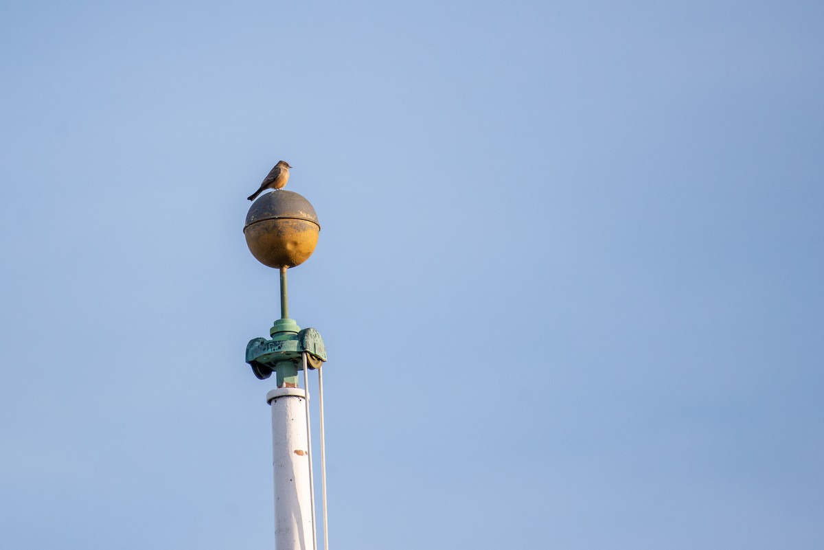 Say's Phoebe - ML612256354