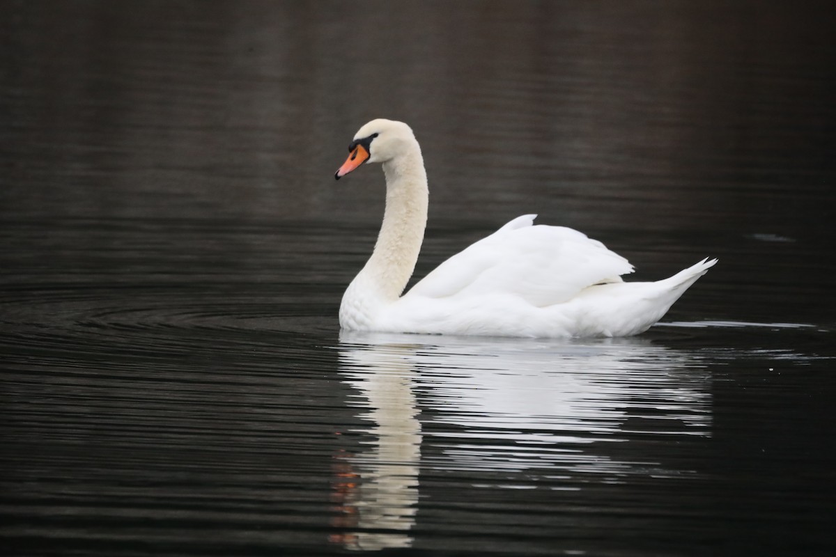 Mute Swan - ML612256397