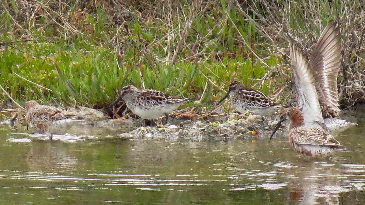 Broad-billed Sandpiper - ML612256418