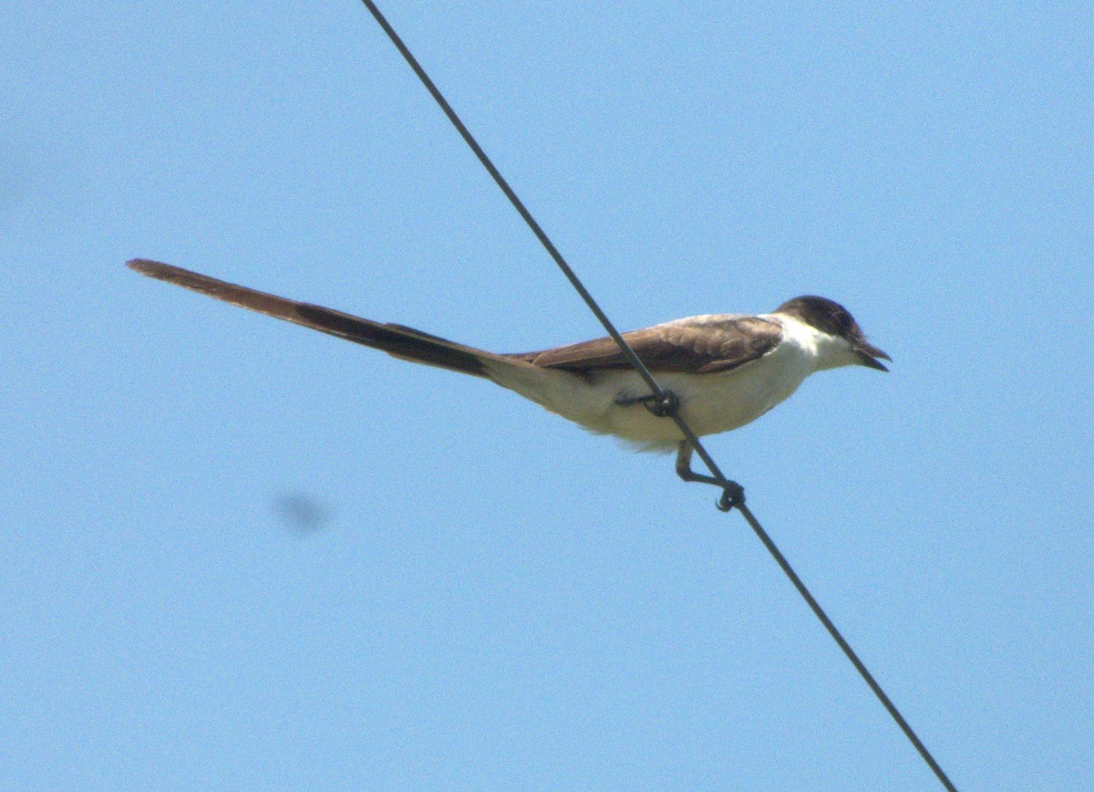 Fork-tailed Flycatcher - ML612256431