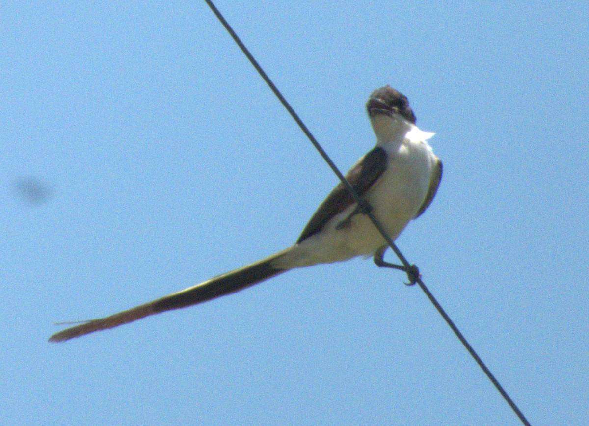 Fork-tailed Flycatcher - ML612256439