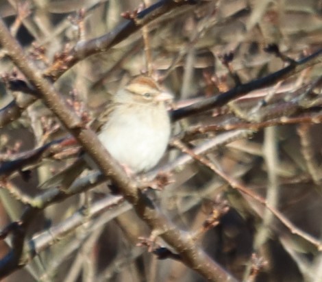 Chipping Sparrow - ML612256457