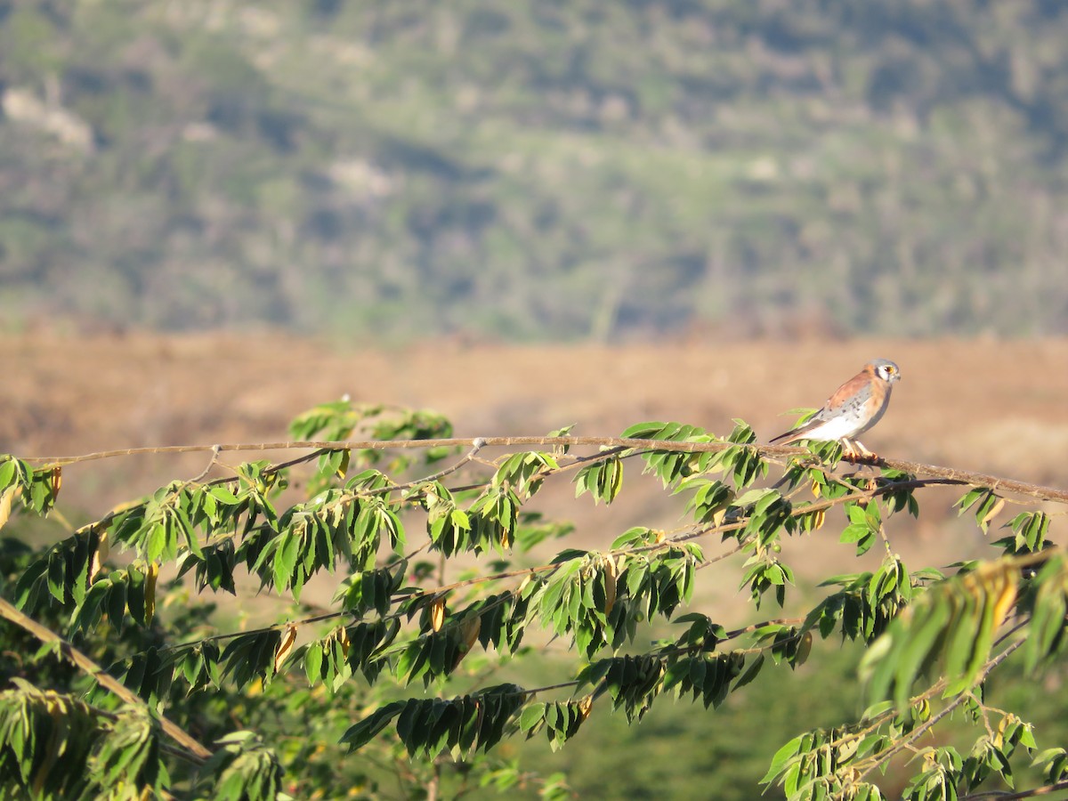 American Kestrel - ML612256572