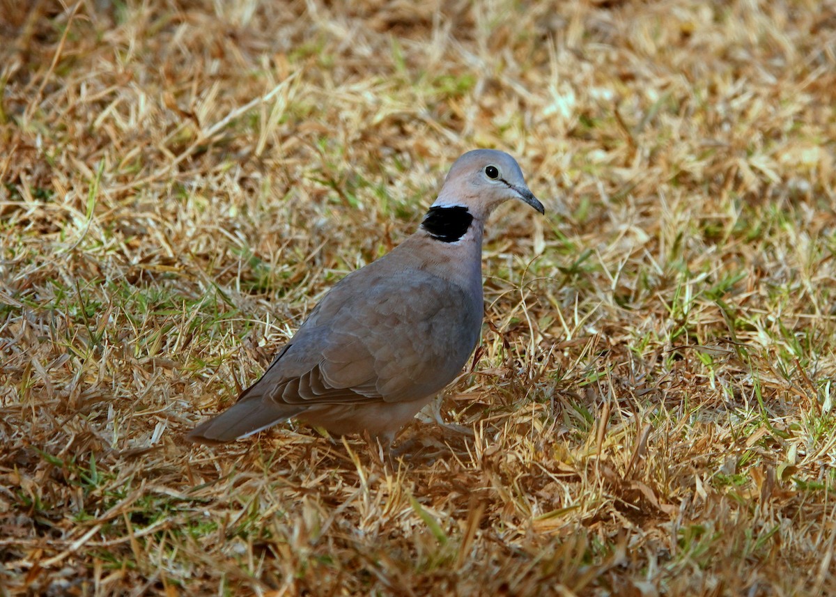 Ring-necked Dove - ML612256576