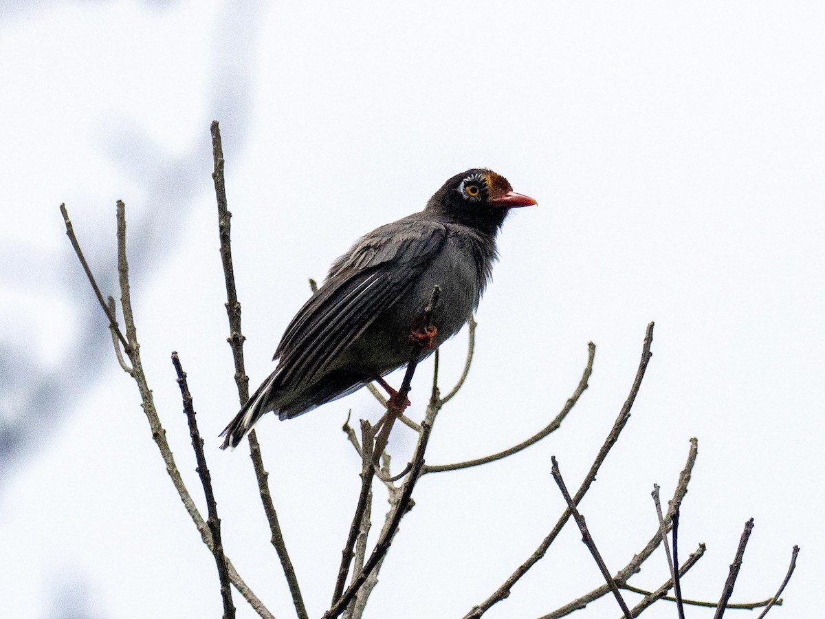 Chestnut-fronted Helmetshrike - Anonymous