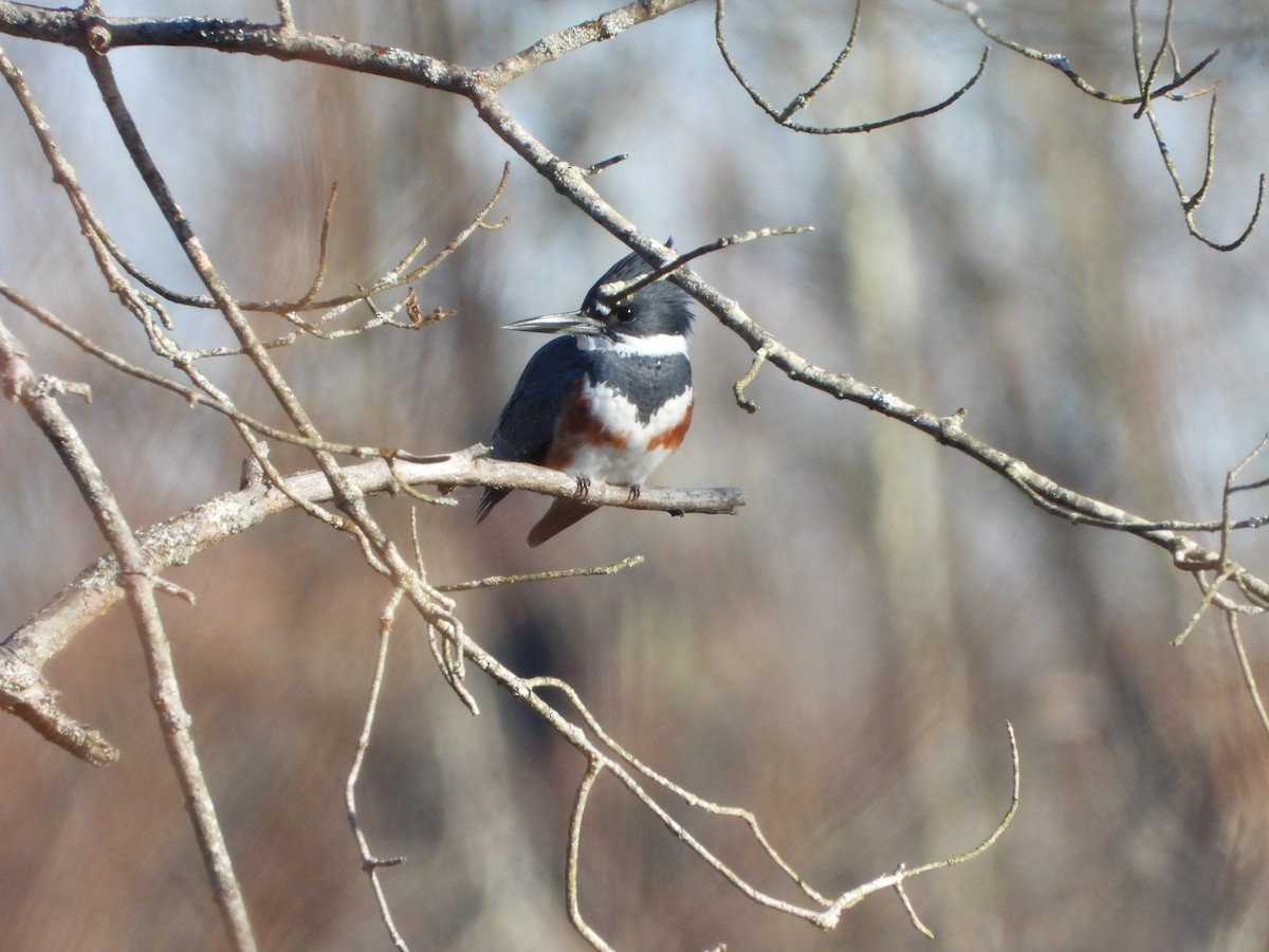 Belted Kingfisher - ML612256646