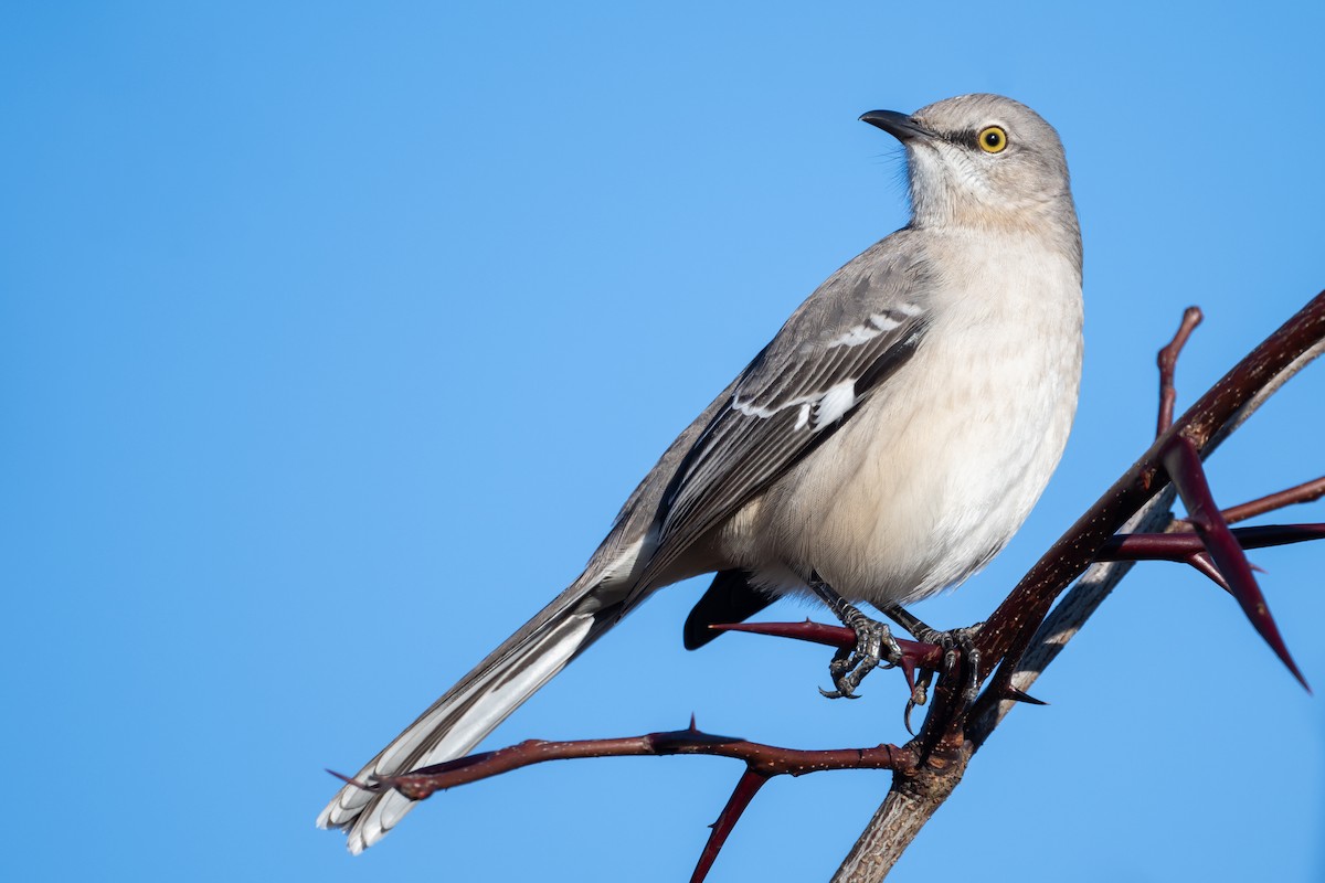 Northern Mockingbird - ML612256818