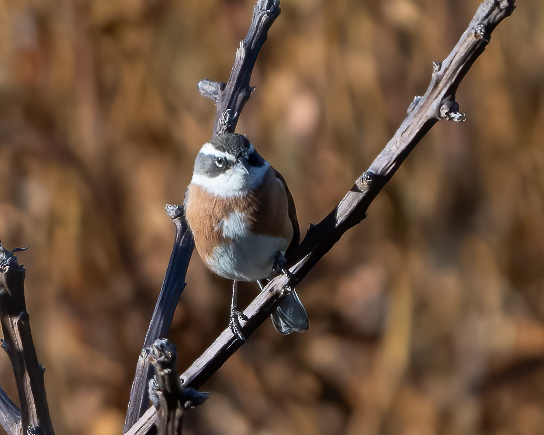 Bolivian Warbling Finch - ML612256850