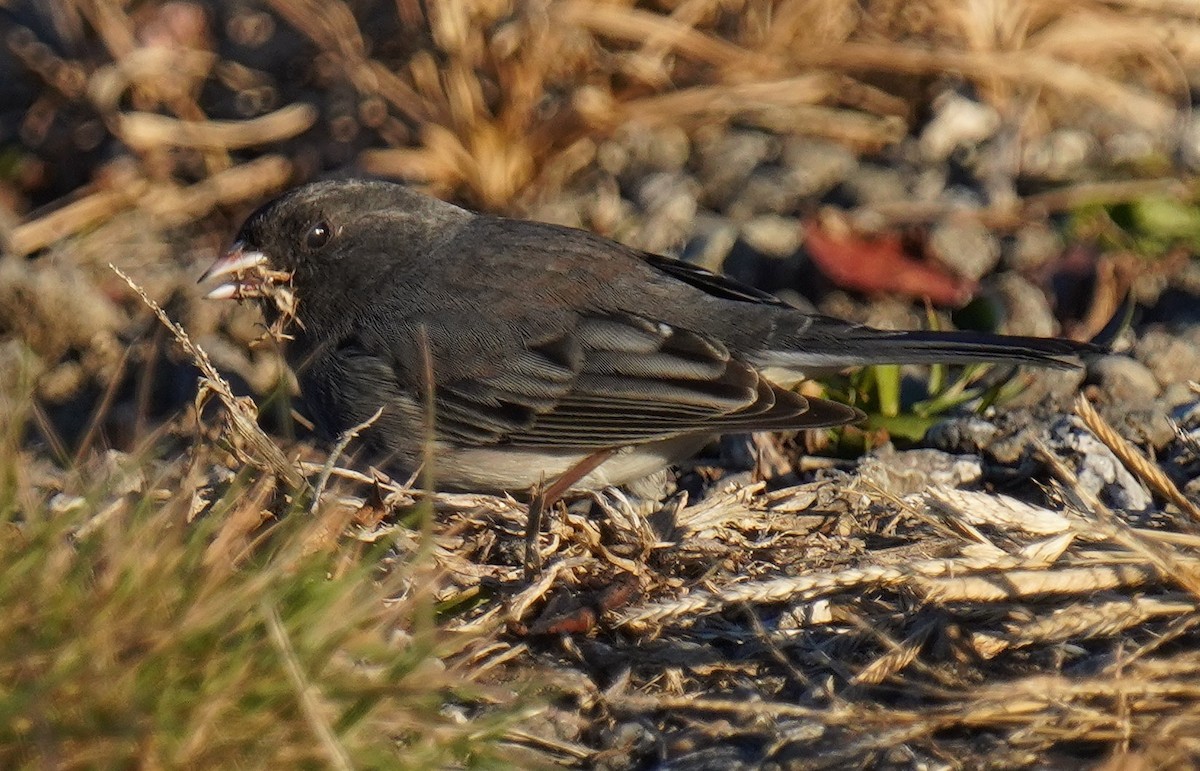 Junco Ojioscuro - ML612256868