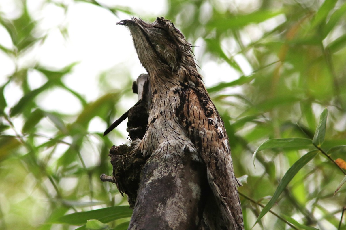 Northern Potoo - ML612256873