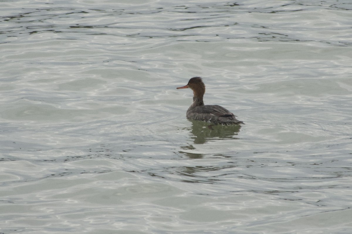 Red-breasted Merganser - ML612256880