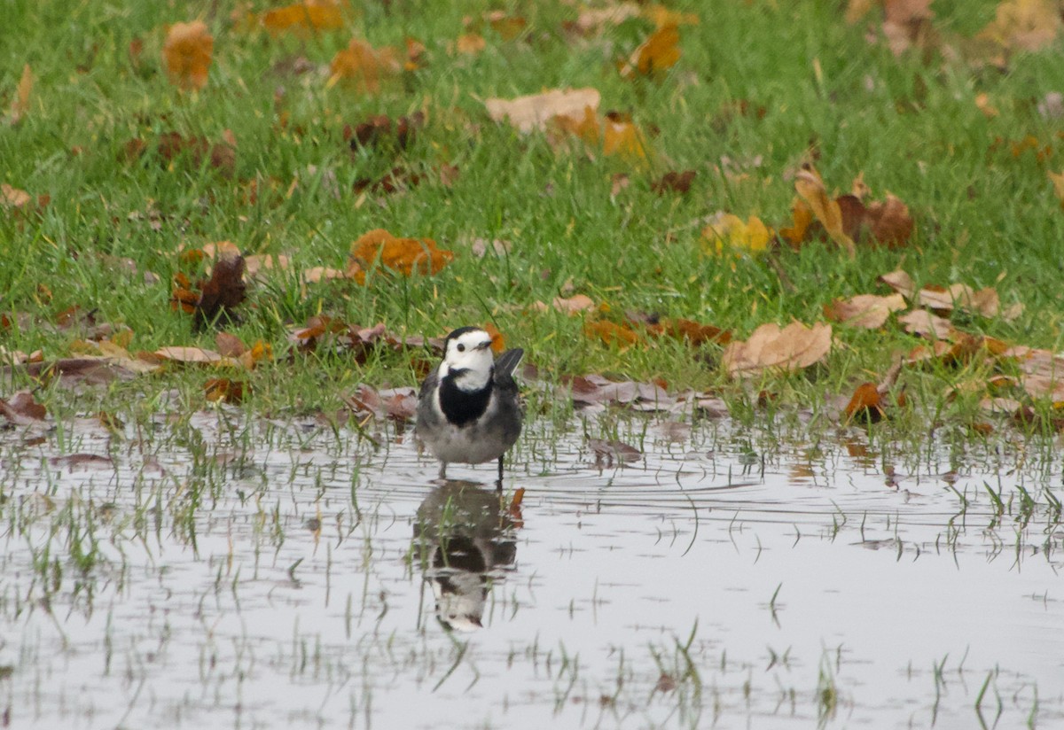 White Wagtail - Stuart Malcolm