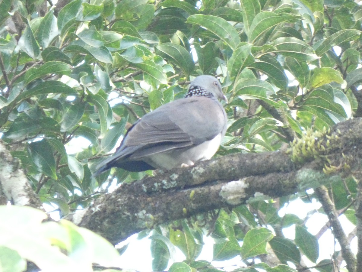 Nilgiri Wood-Pigeon - ML612257029