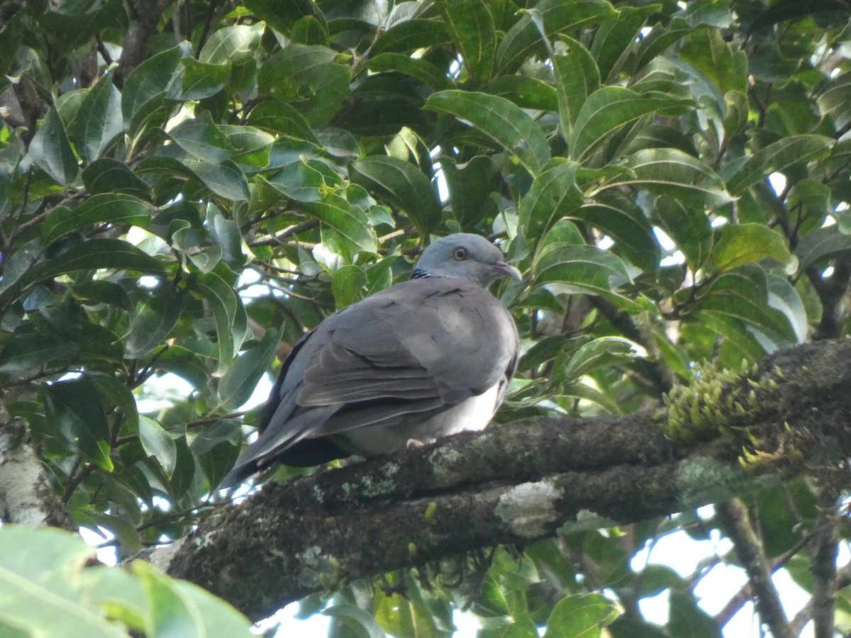 Nilgiri Wood-Pigeon - ML612257037