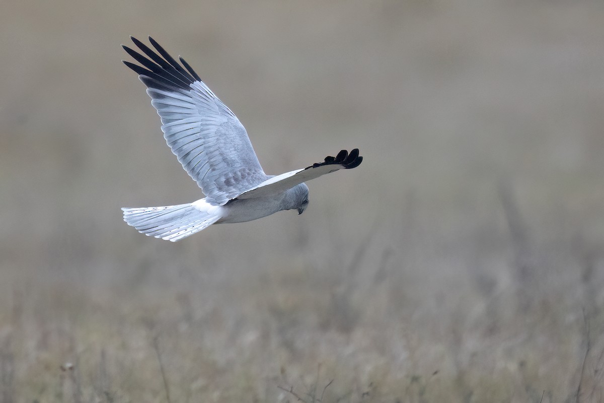 Hen Harrier - ML612257101