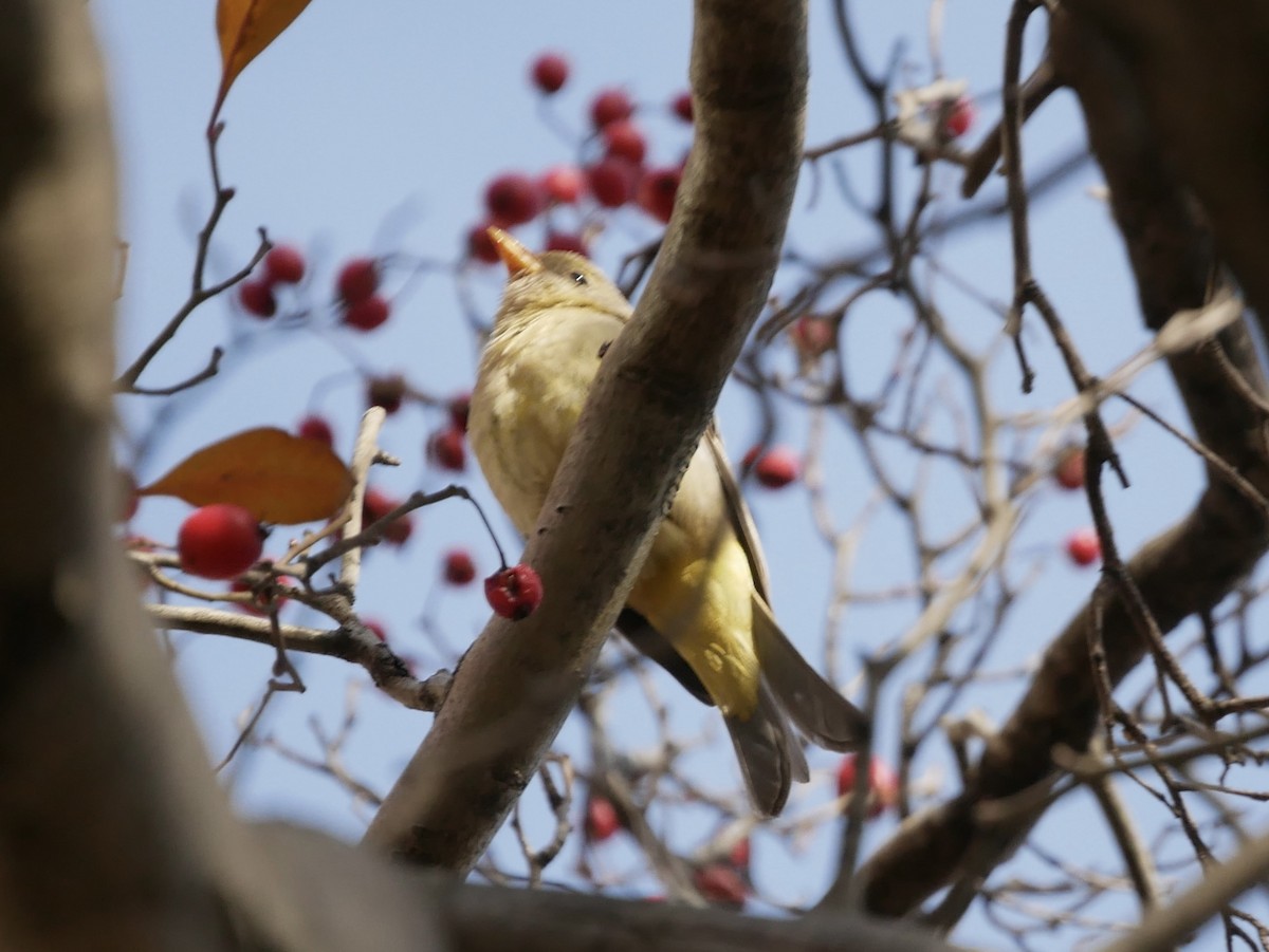 Western Tanager - ML612257107