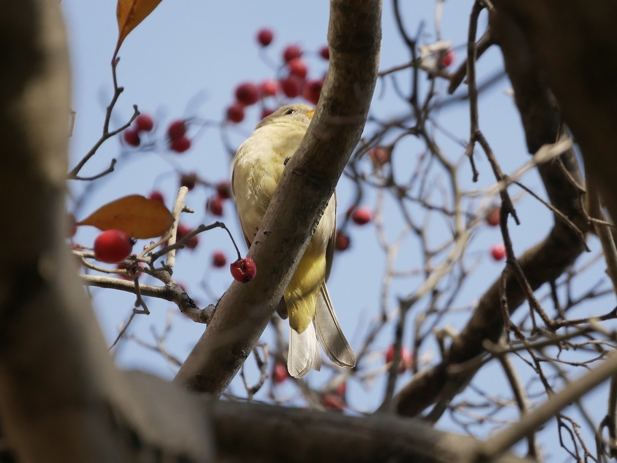 Western Tanager - Reade Everett