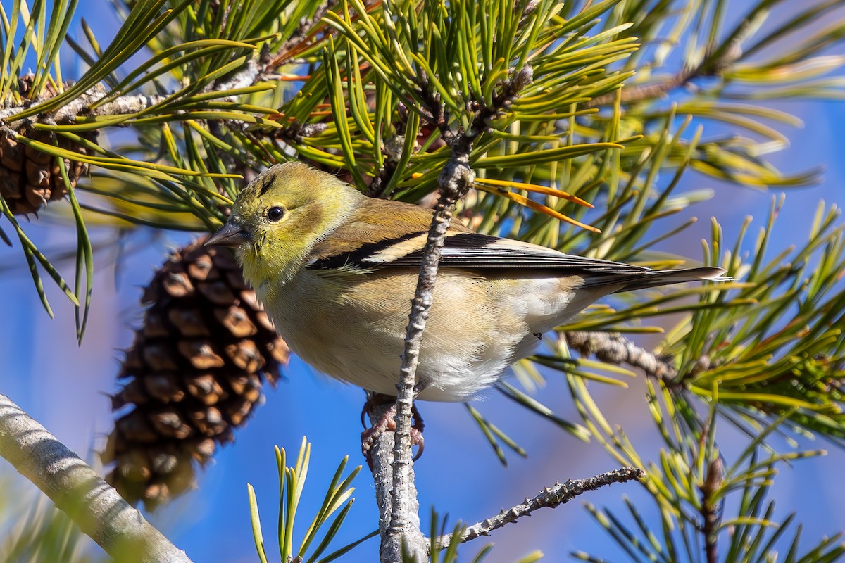 American Goldfinch - Kelly Roy