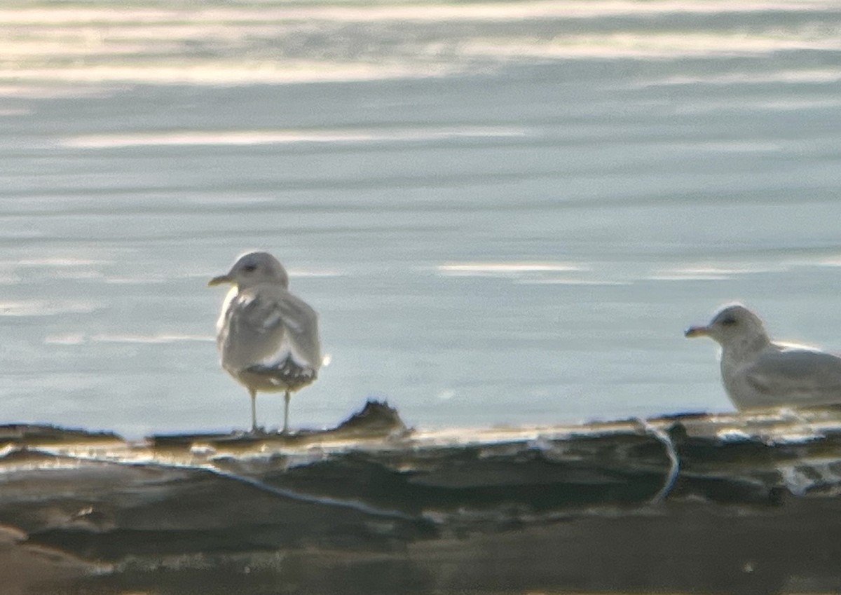 Short-billed Gull - ML612257208