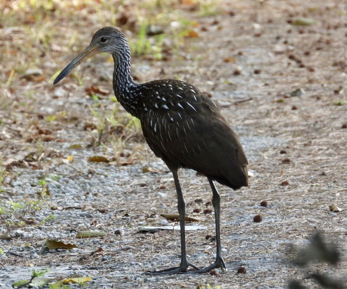 Limpkin - ML612257264