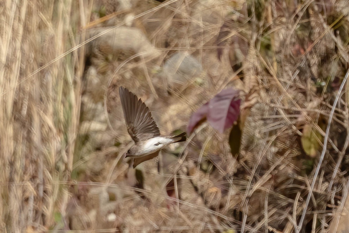 Gray-throated Martin - Neeraja V