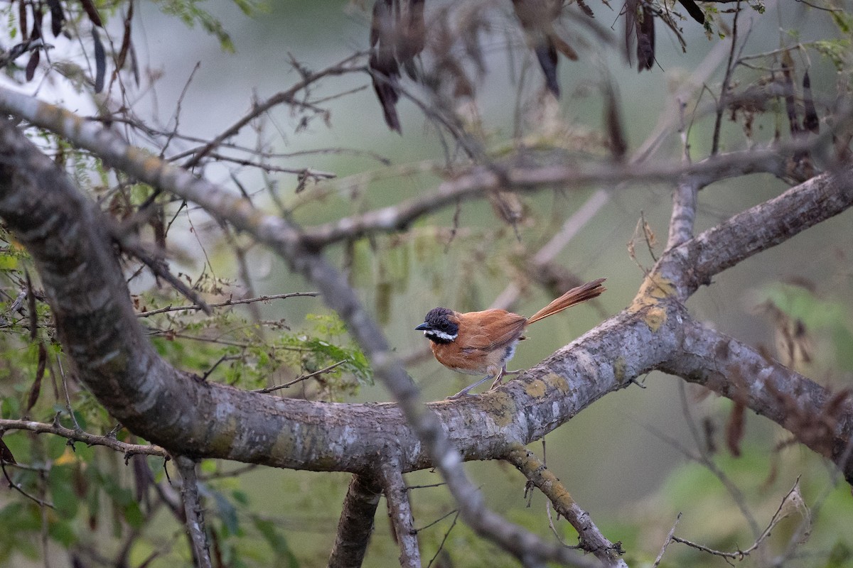 White-whiskered Spinetail - Jérémy Calvo